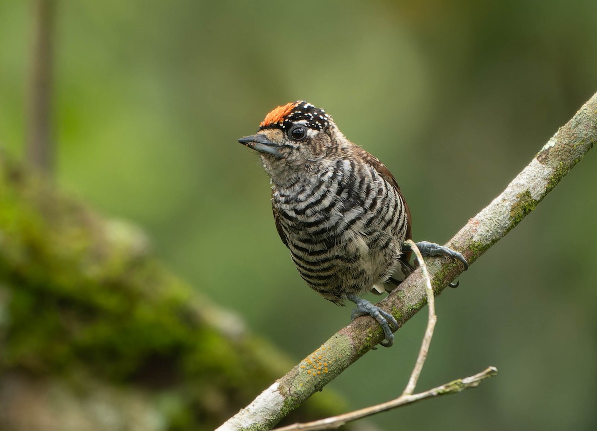 Carpinterito Variable - ML645812878