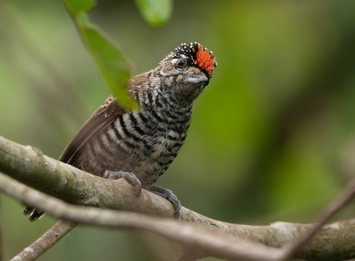 Carpinterito Variable - ML645812879