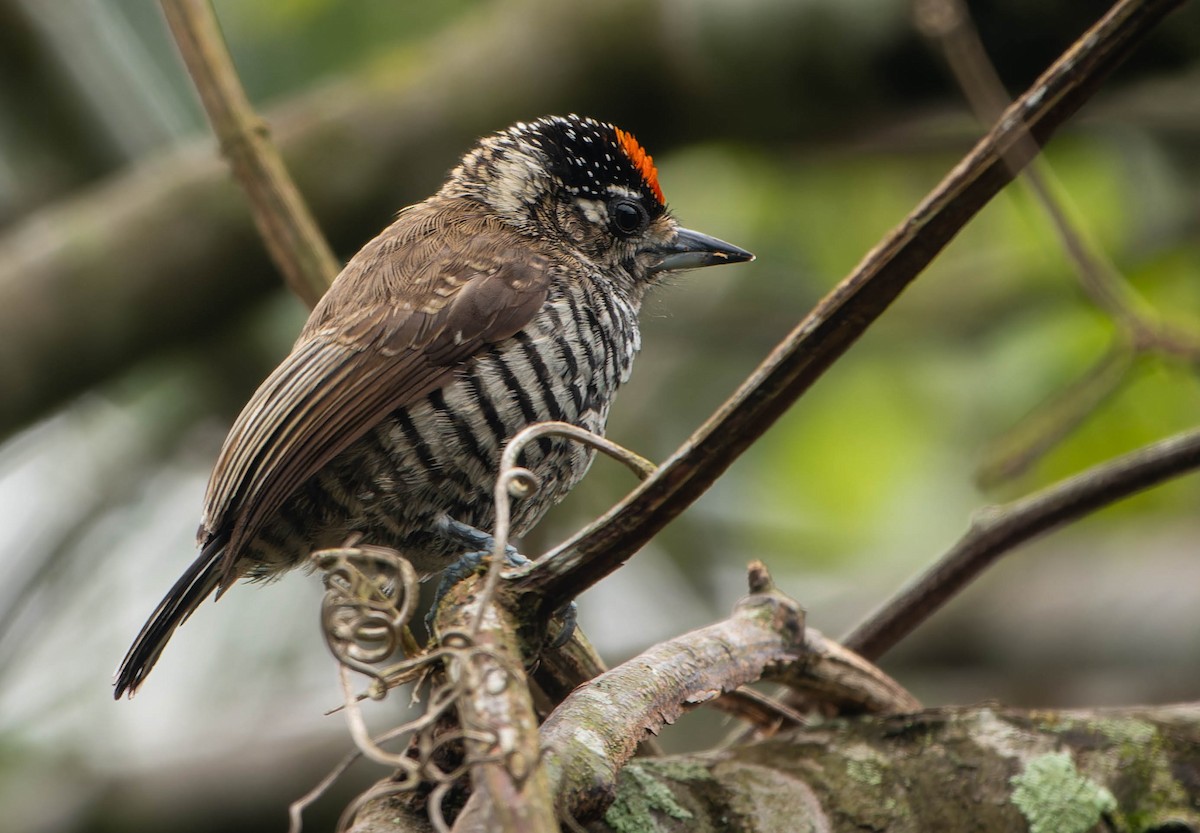 Carpinterito Variable - ML645812880