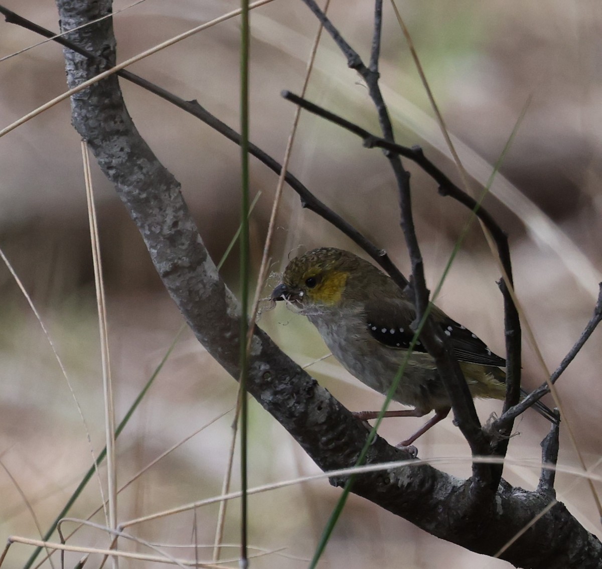 Forty-spotted Pardalote - ML645812882
