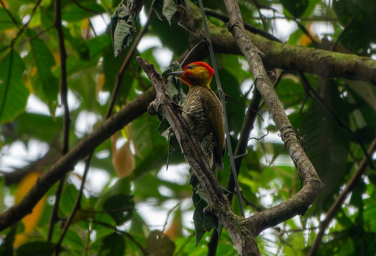 Yellow-throated Woodpecker - ML645812886