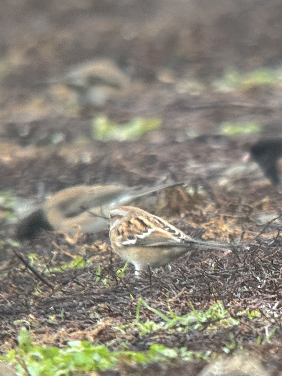 American Tree Sparrow - ML645812890