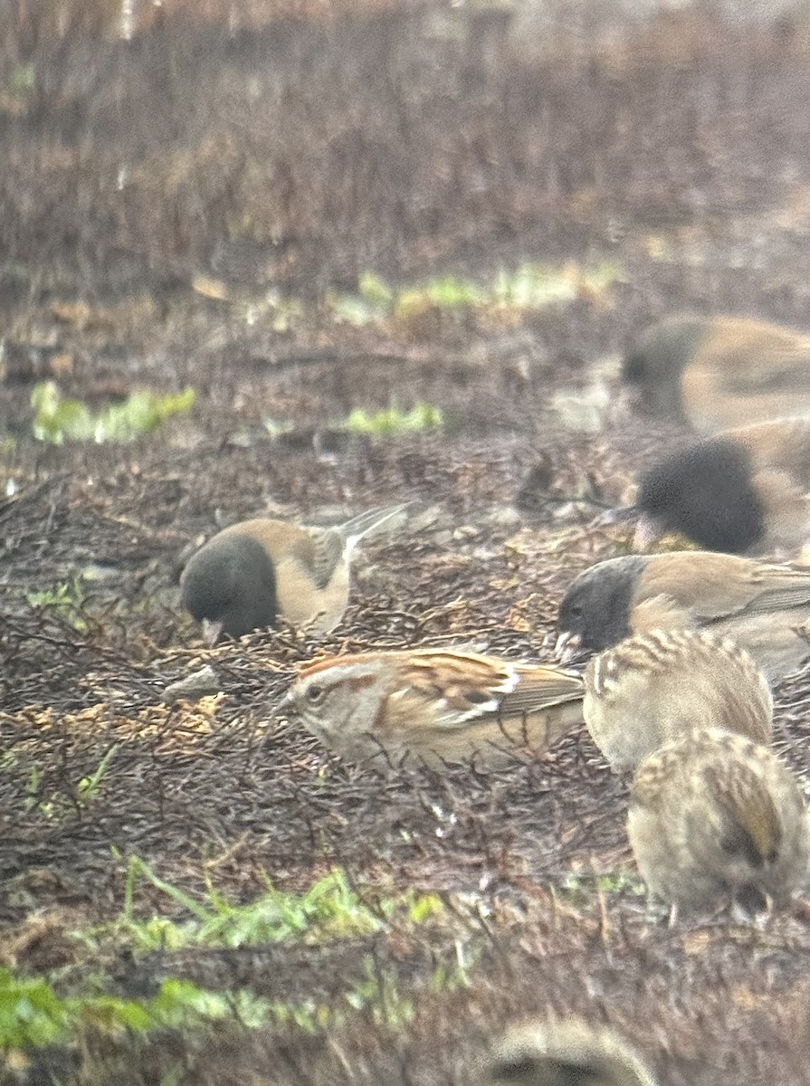 American Tree Sparrow - ML645812891