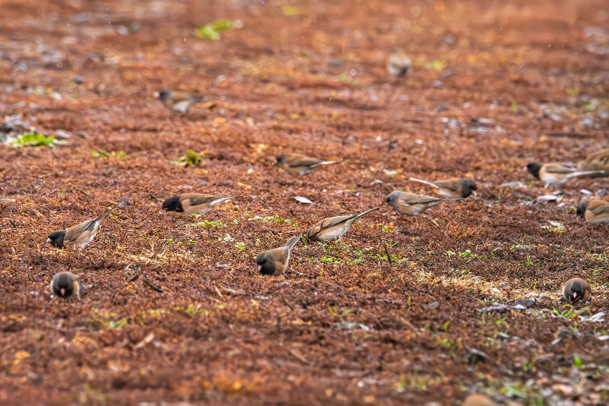 Dark-eyed Junco - ML645812892