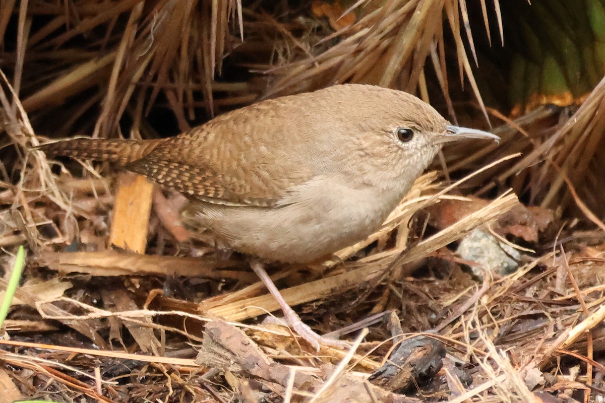 Northern House Wren - ML645812897