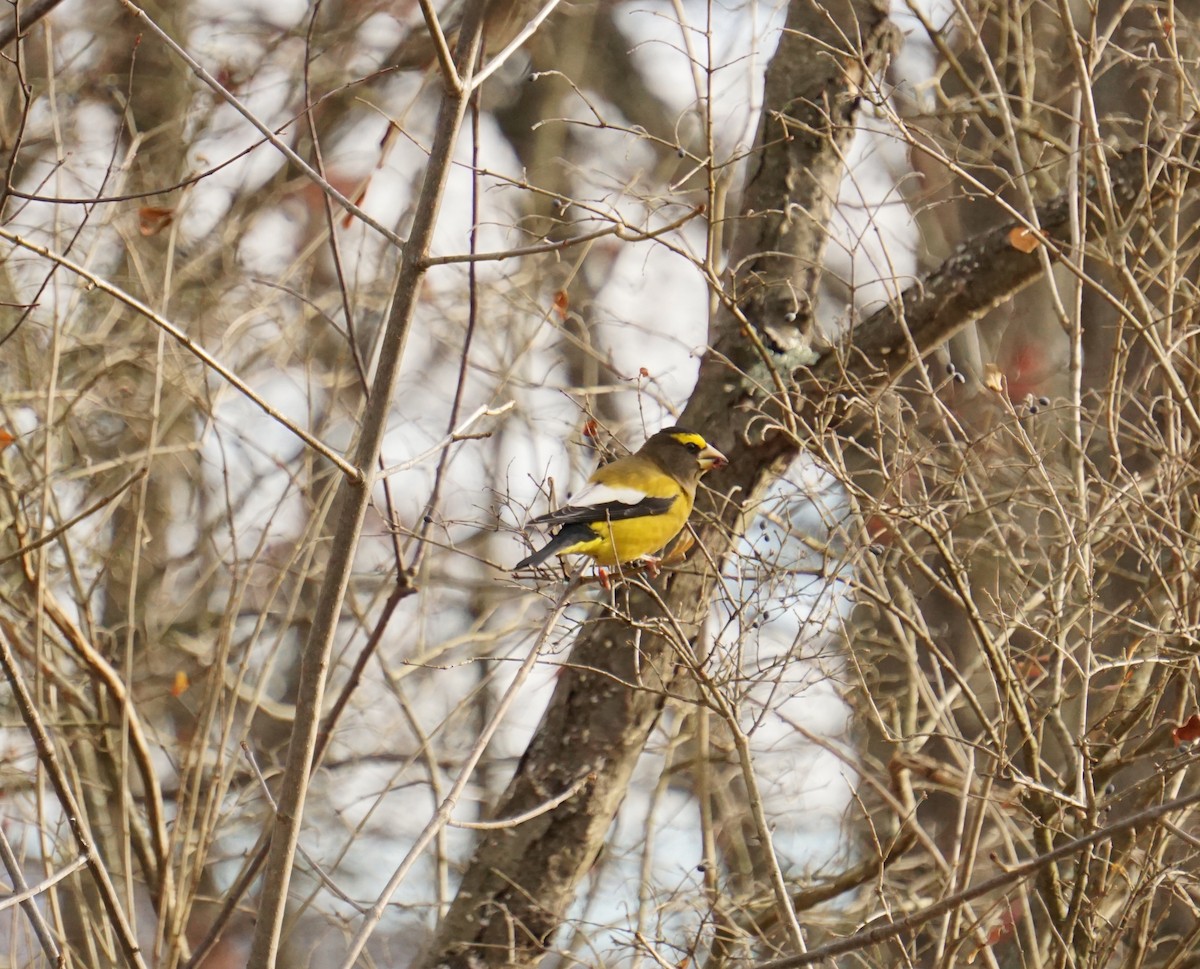 Evening Grosbeak - ML645812898
