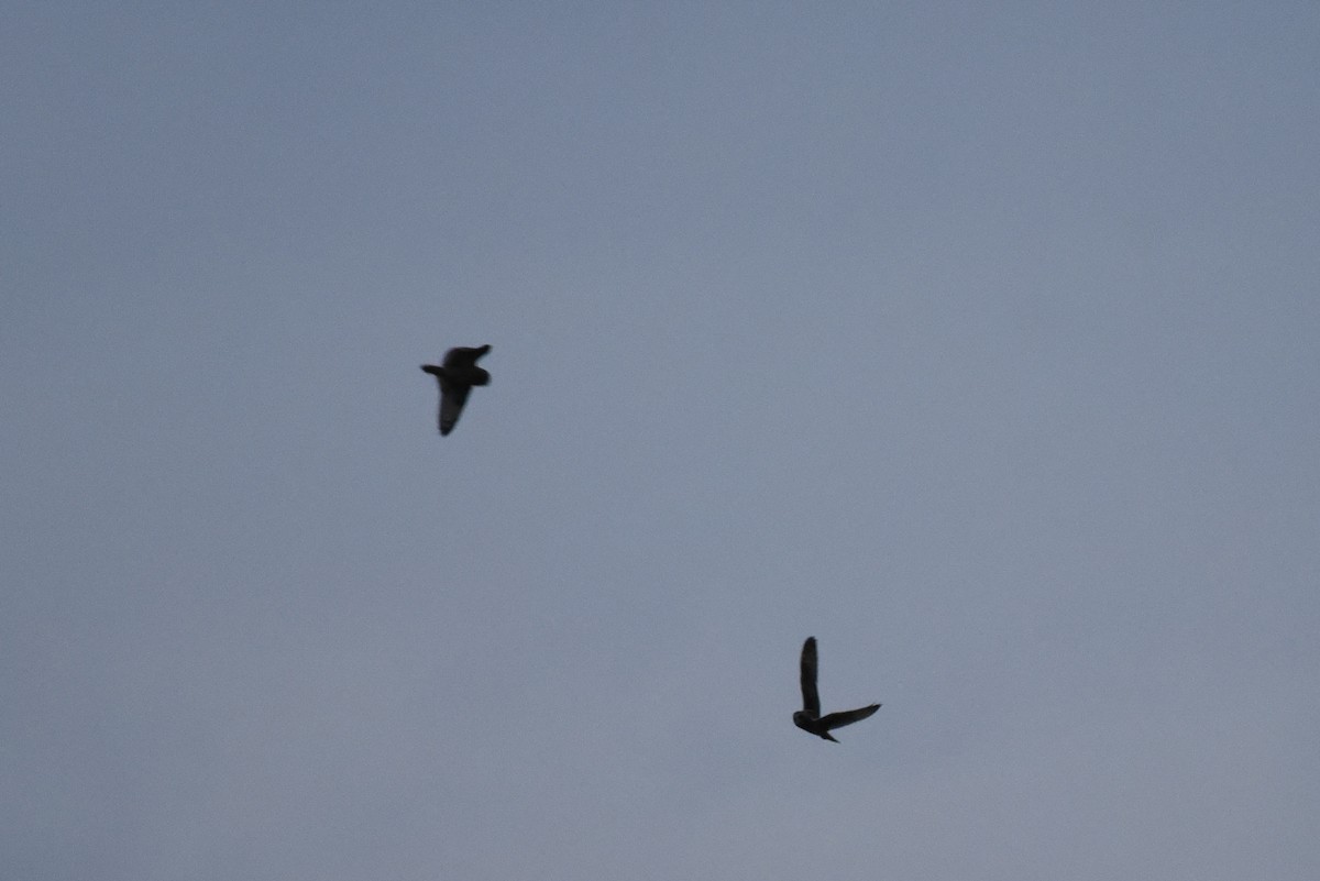 Short-eared Owl - ML645812900