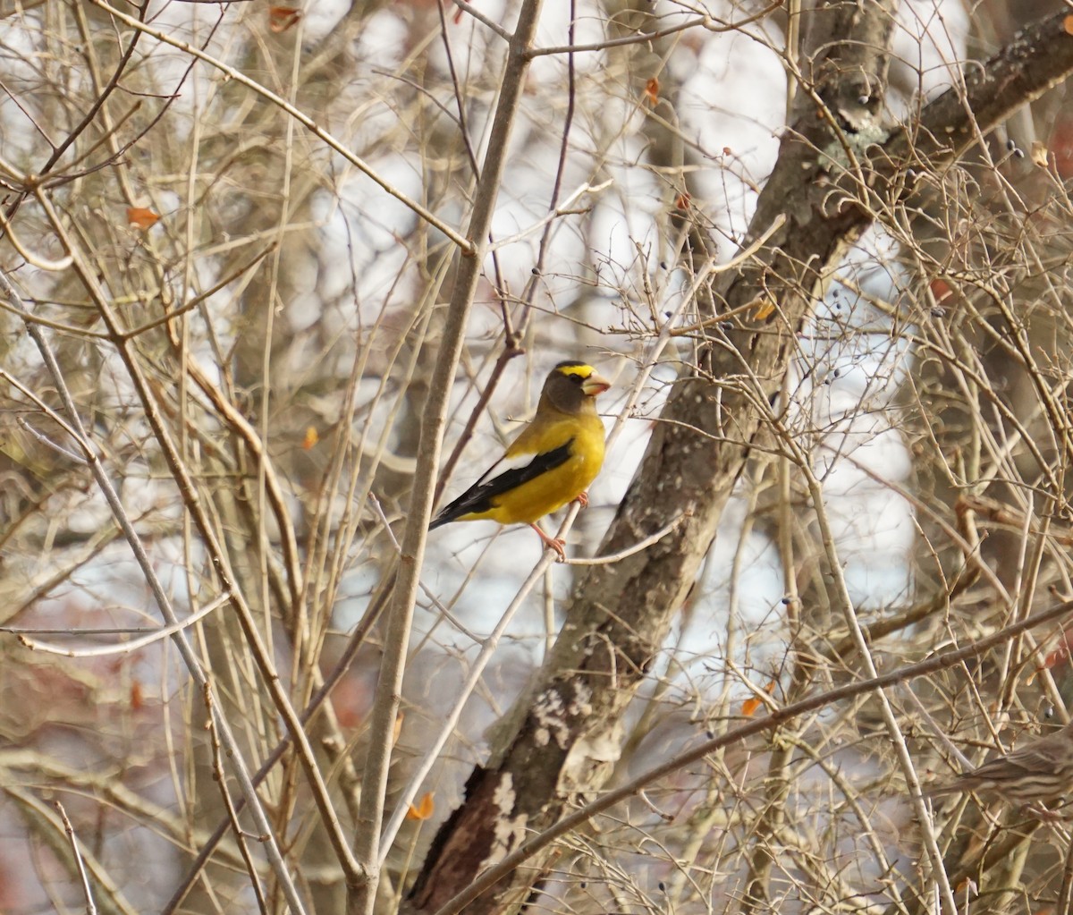 Evening Grosbeak - ML645812901