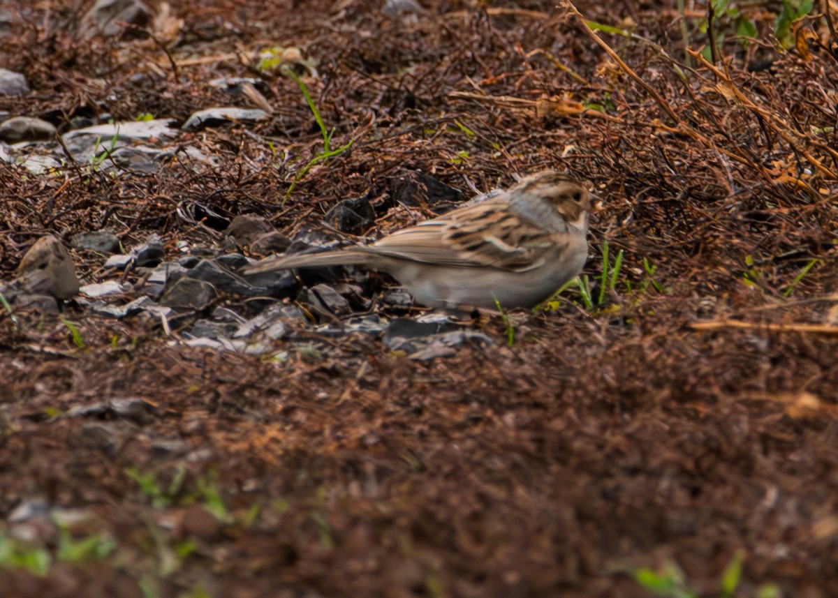Clay-colored Sparrow - ML645812902
