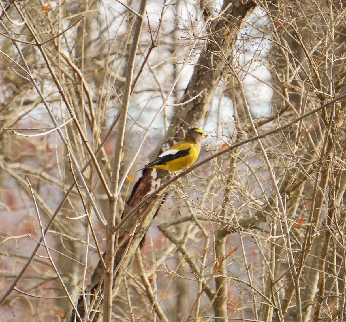 Evening Grosbeak - ML645812903