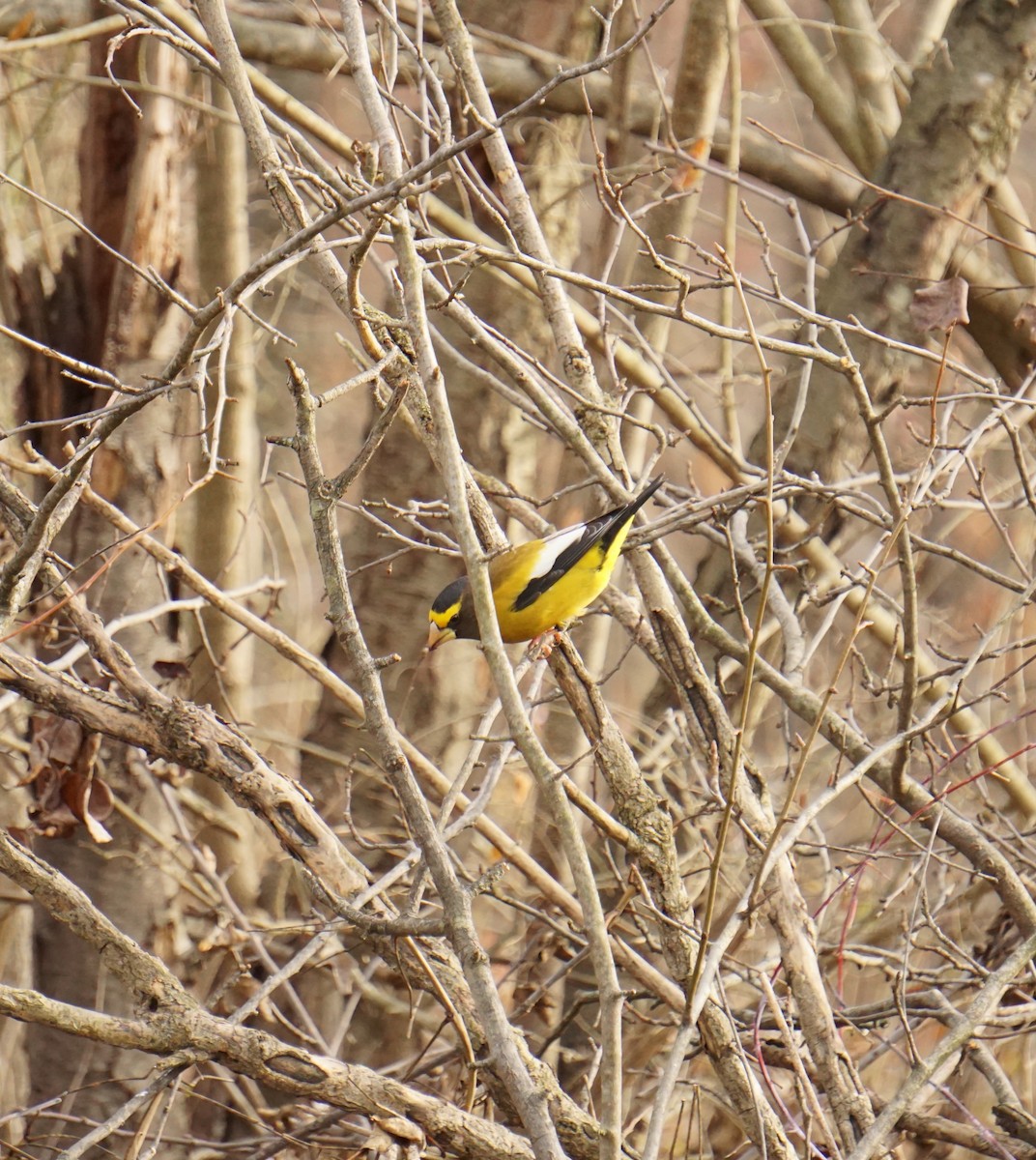 Evening Grosbeak - ML645812906