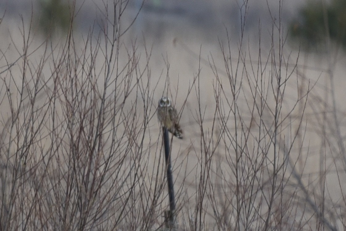 Búho Campestre - ML645812920