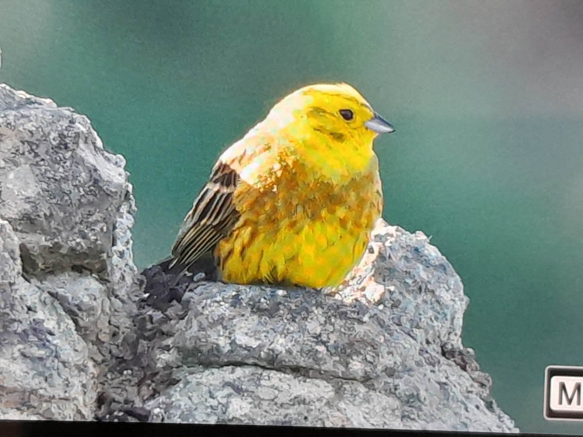 Yellowhammer - ML645812922