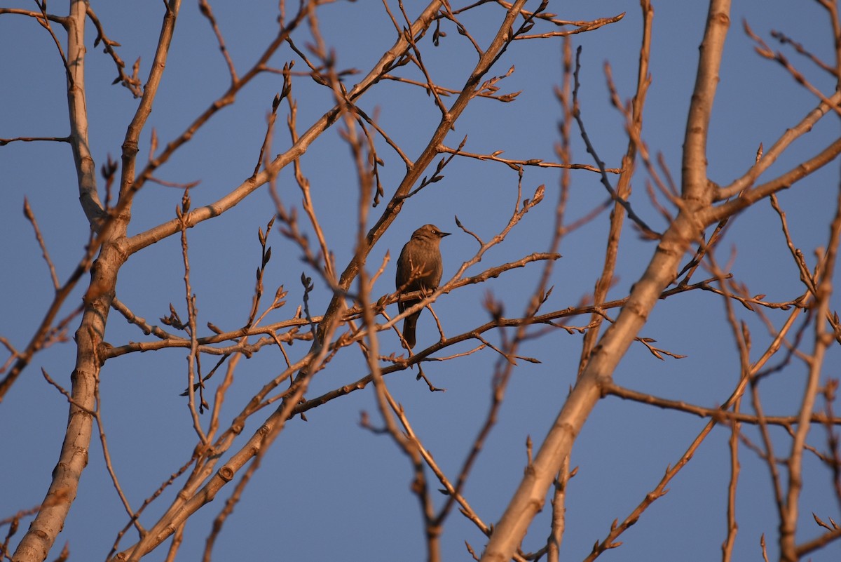 Zanate Canadiense - ML645812923