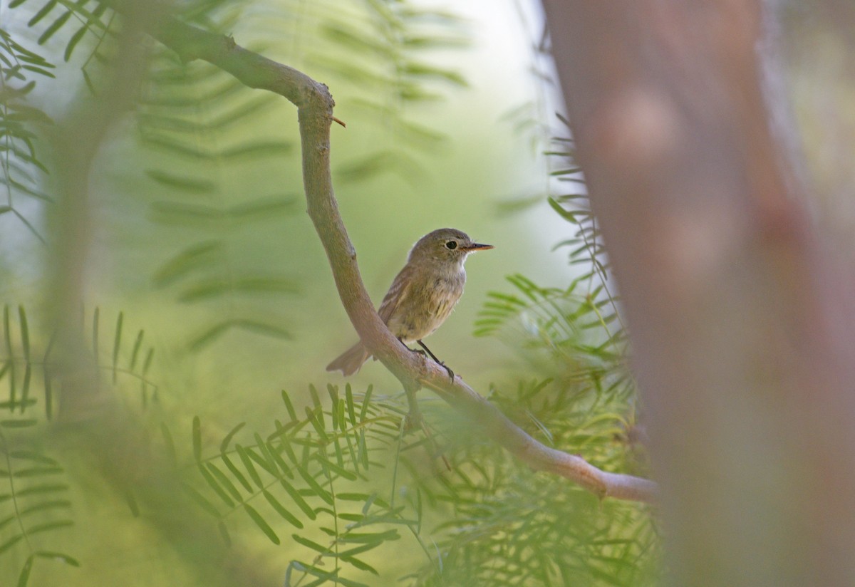 Gray Flycatcher - ML645812930