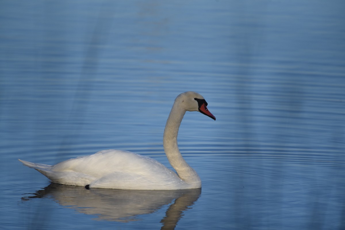 Cisne Vulgar - ML645812938