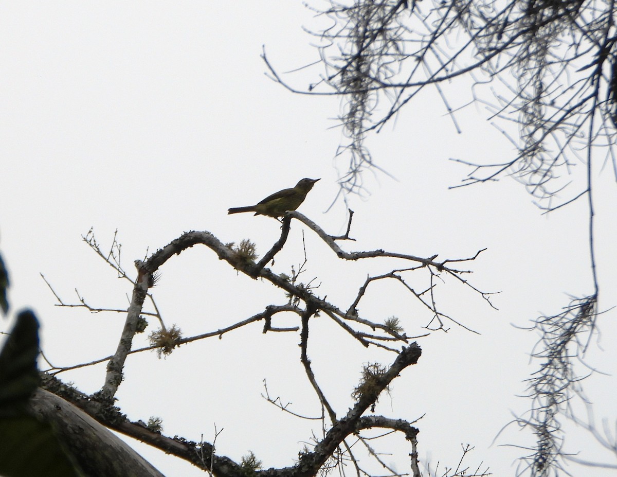 Оливковый тираннчик - ML645812939