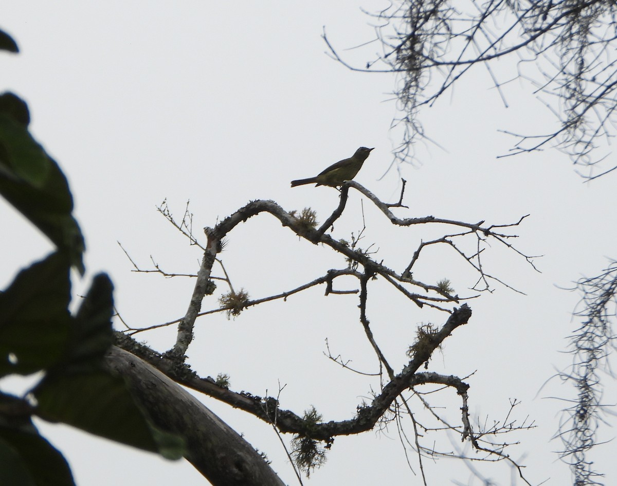 Оливковый тираннчик - ML645812940