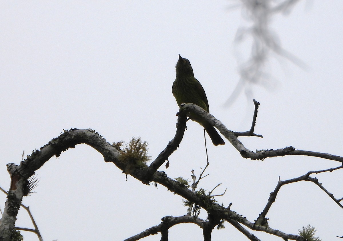 Оливковый тираннчик - ML645812942