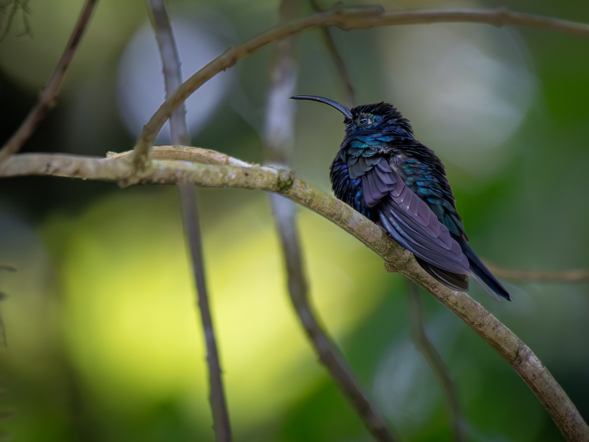 kolibřík fialkový - ML645812943