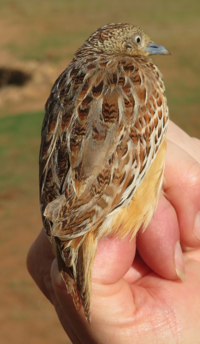 林三趾鶉 - ML645812944