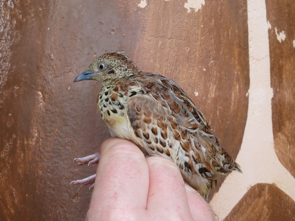 林三趾鶉 - ML645812945