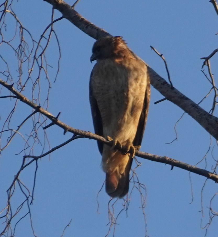 アカオノスリ - ML645812947