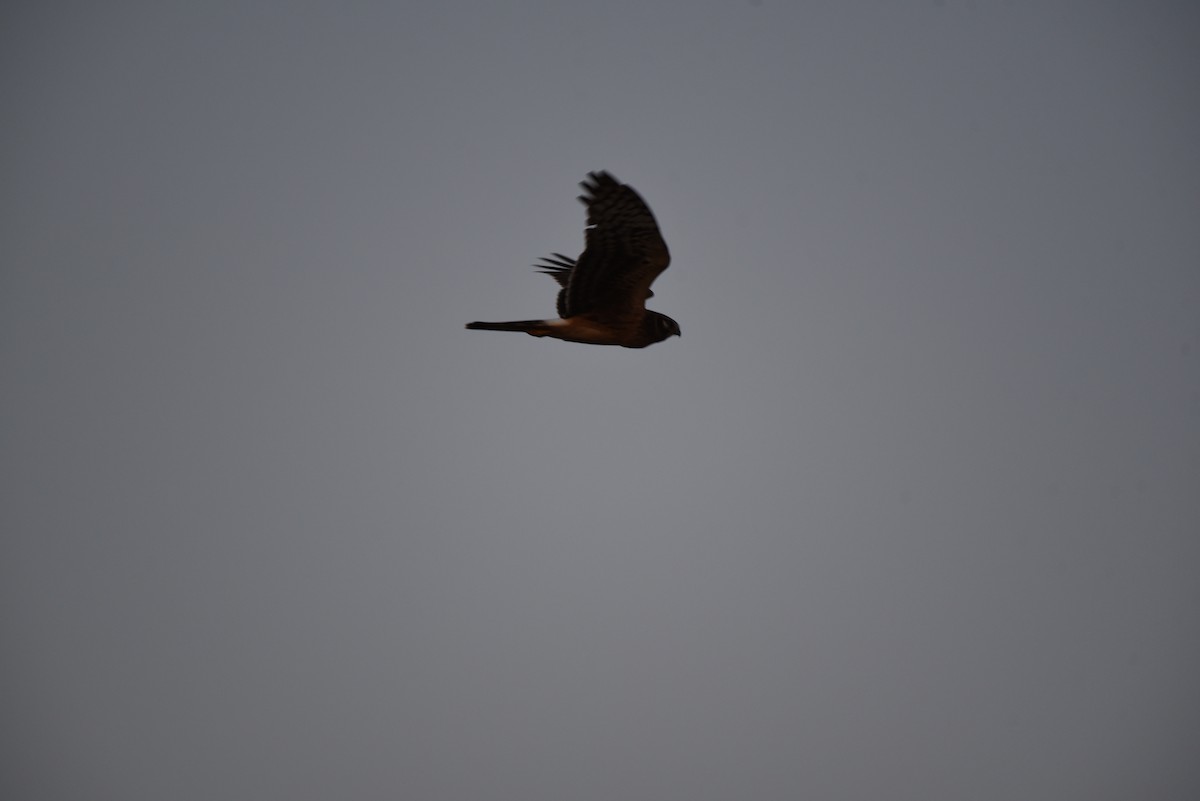 アメリカハイイロチュウヒ - ML645812948