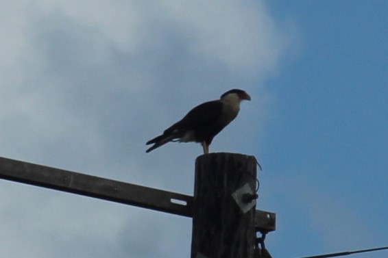 ミナミカラカラ - ML645812949