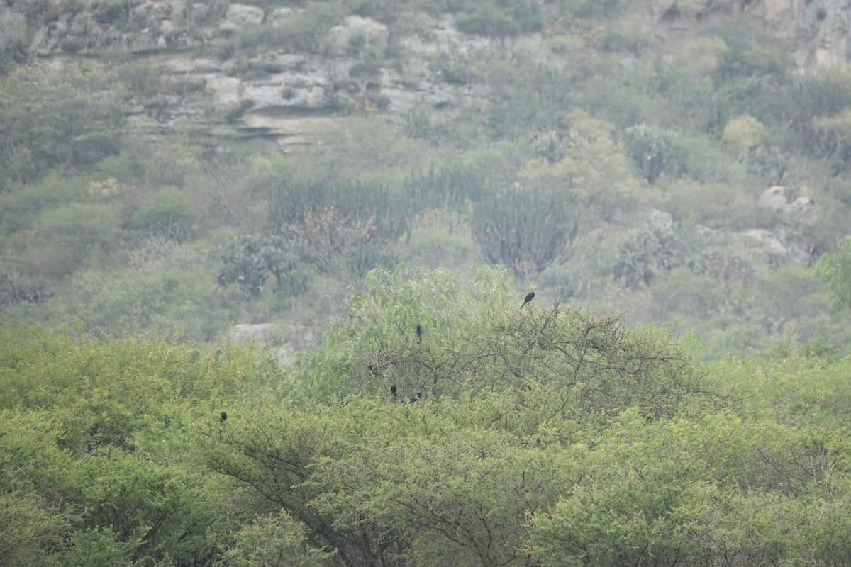 ミゾハシカッコウ - ML645812950