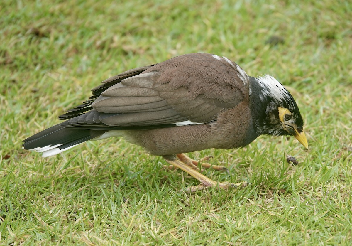 インドハッカ - ML645812952