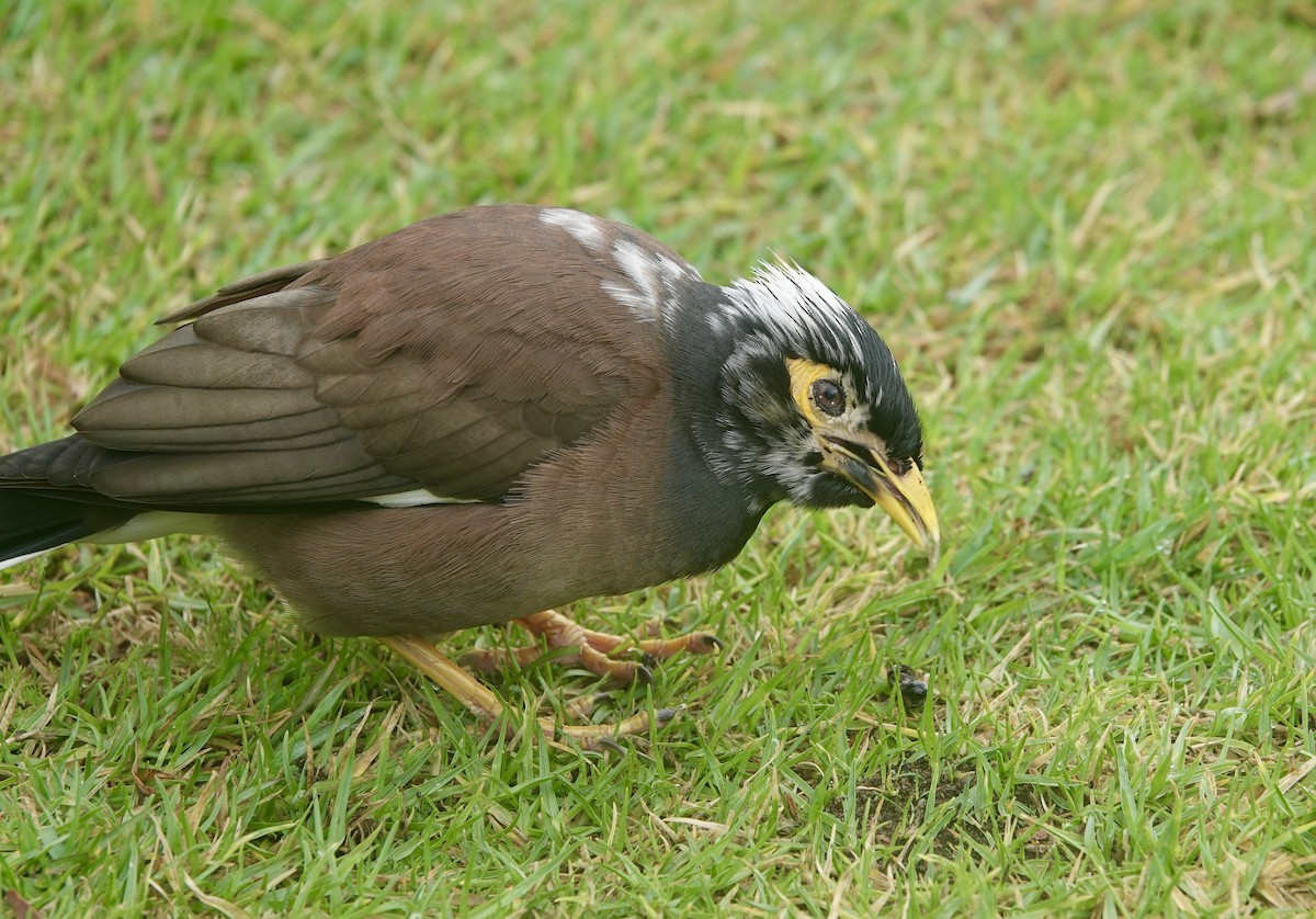 インドハッカ - ML645812953