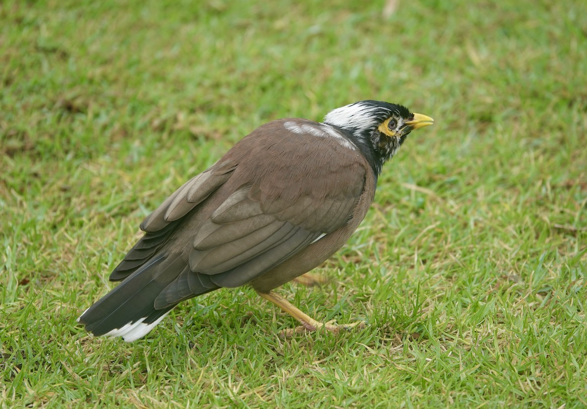 インドハッカ - ML645812954