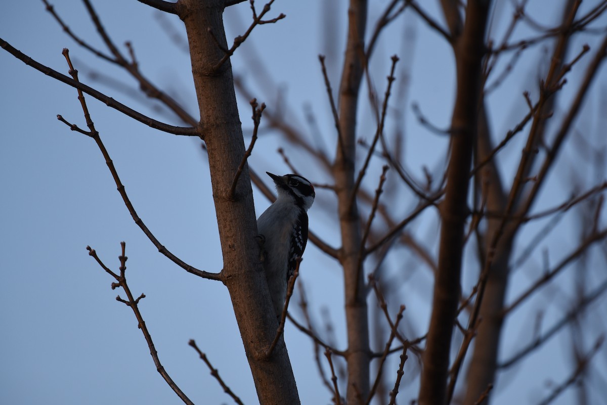 セジロコゲラ - ML645812955