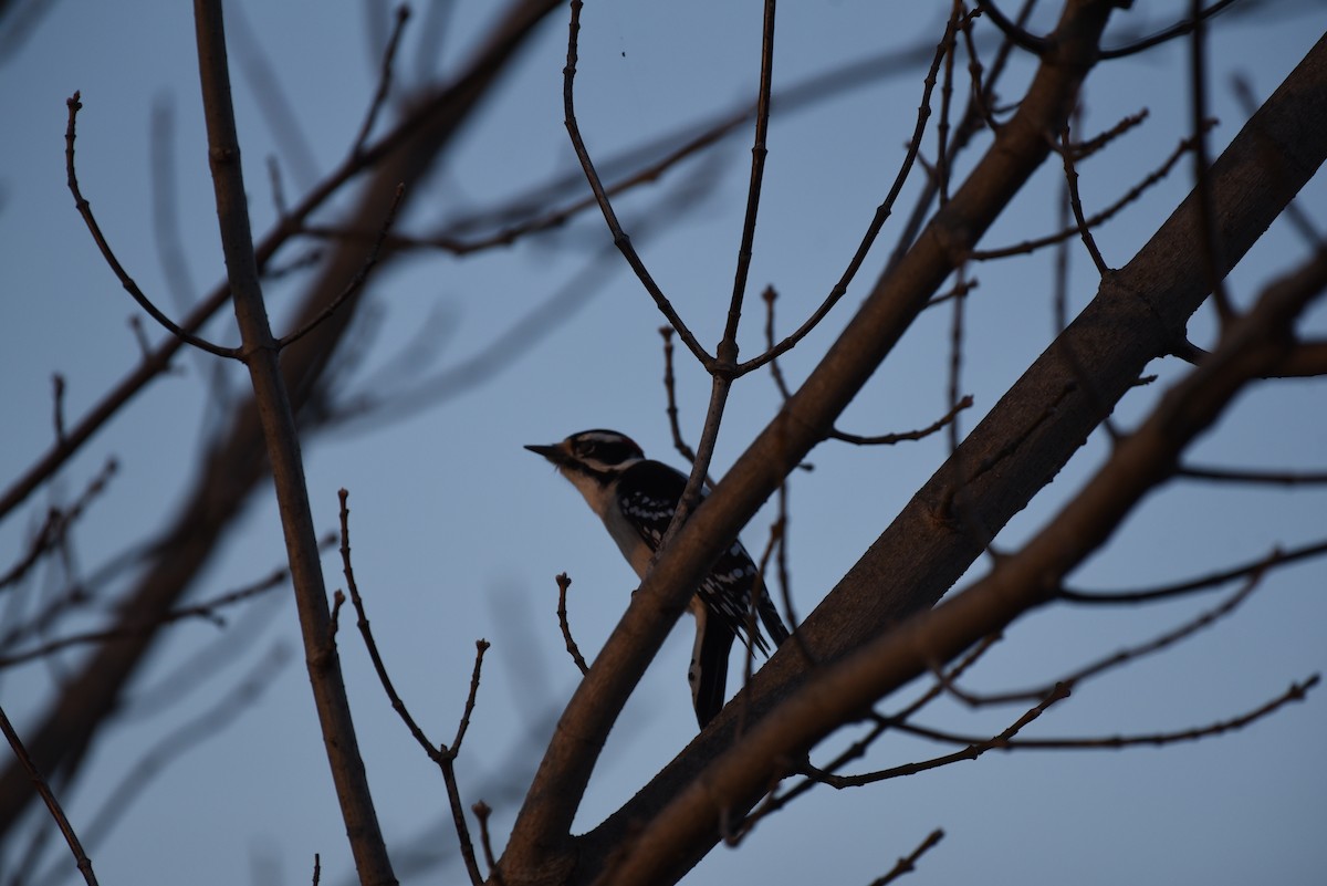 セジロコゲラ - ML645812956