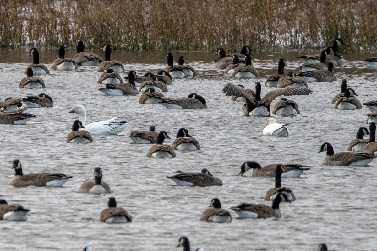 ハクガン - ML645812957