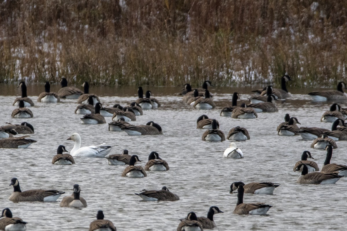 ハクガン - ML645812958