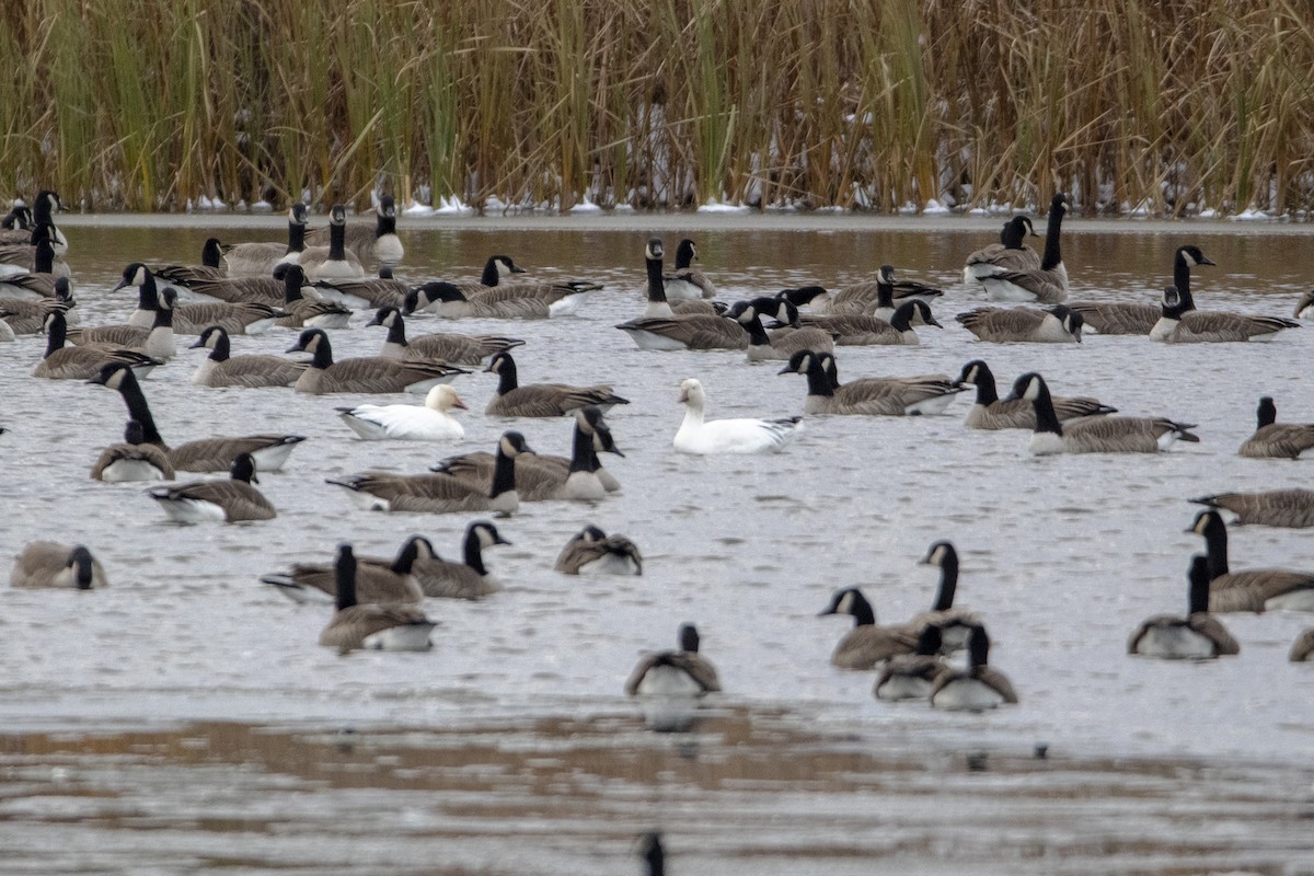 ハクガン - ML645812959