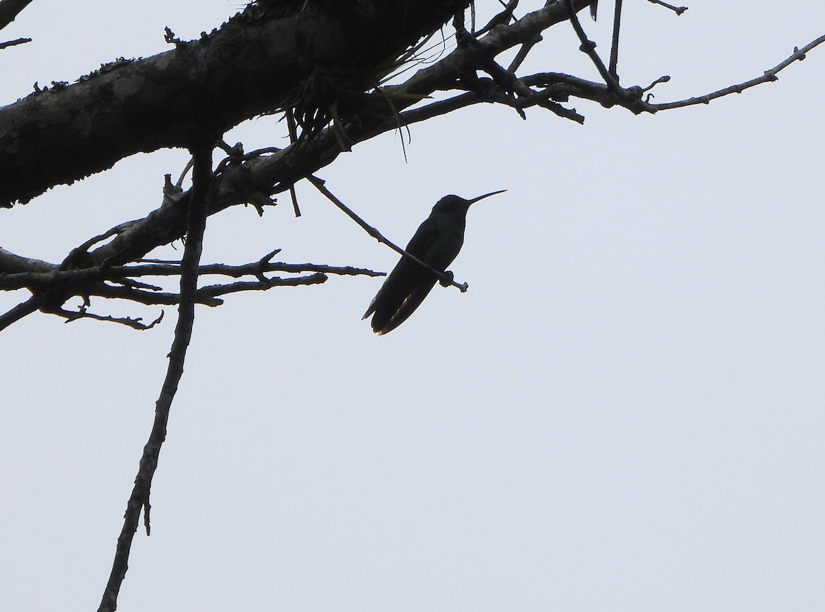 ヒメミドリハチドリ - ML645812961