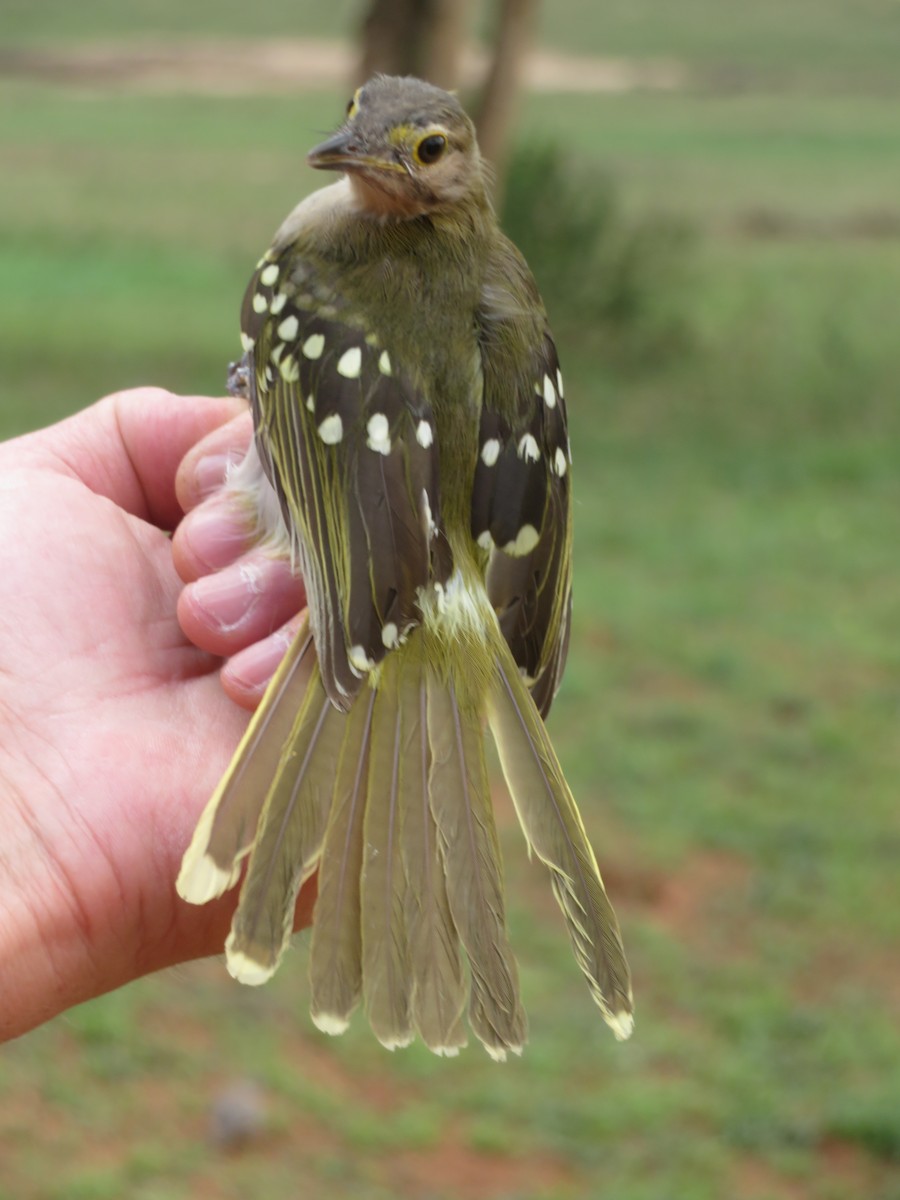 カオジロムシクイヒヨ - ML645812962