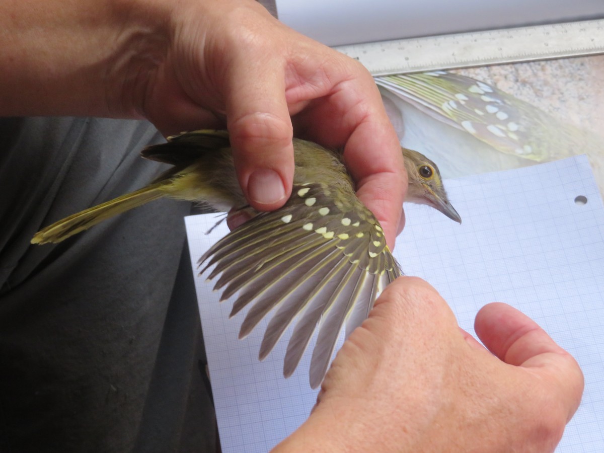 カオジロムシクイヒヨ - ML645812963