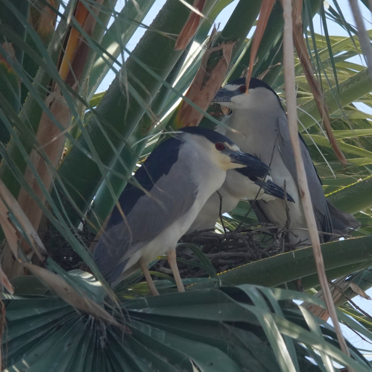 ゴイサギ - ML645812964