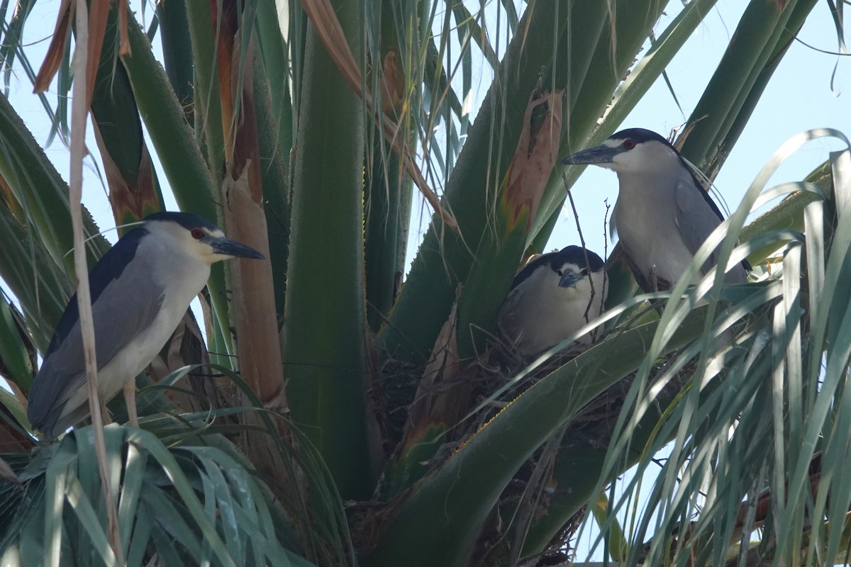 ゴイサギ - ML645812965