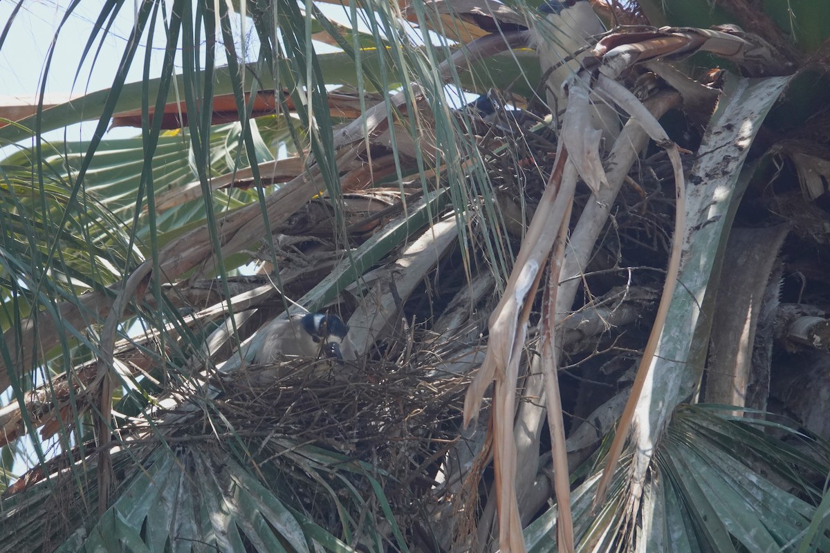 ゴイサギ - ML645812966