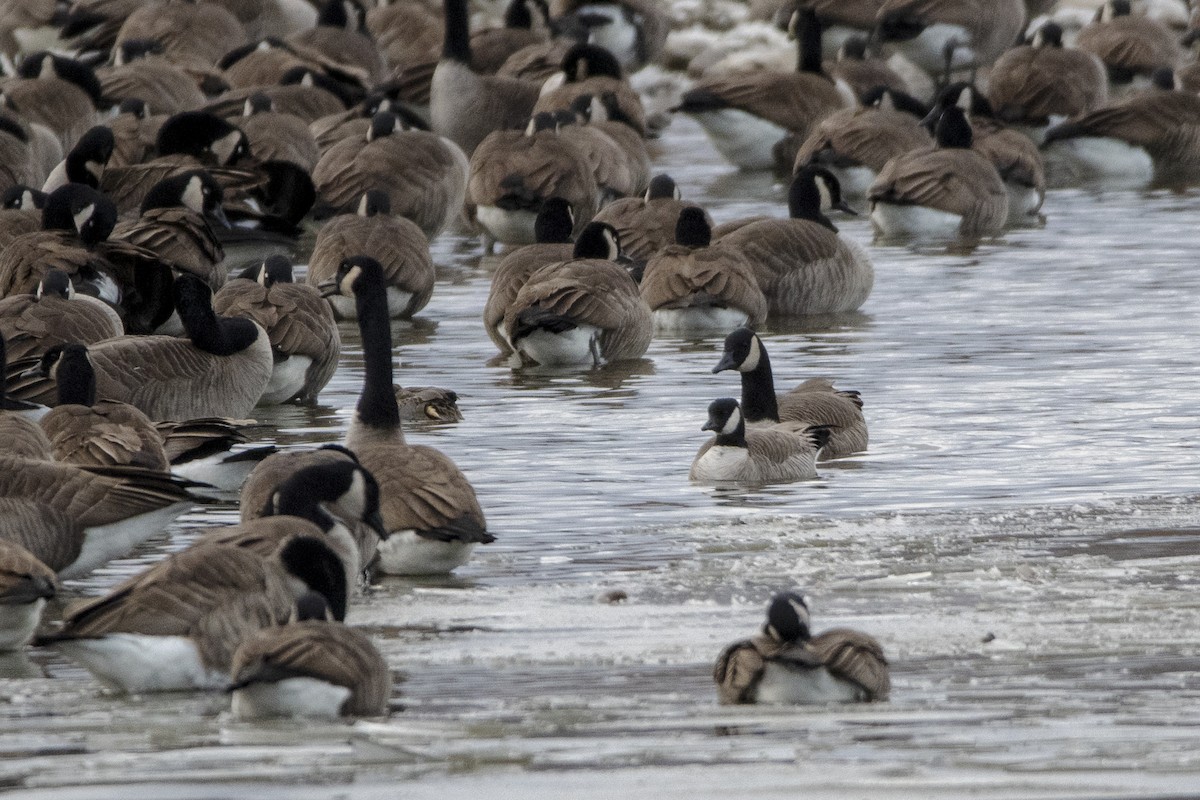 シジュウカラガン - ML645812970