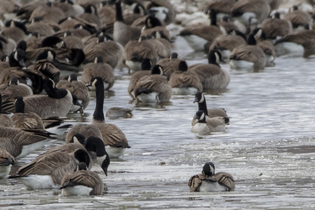 シジュウカラガン - ML645812971