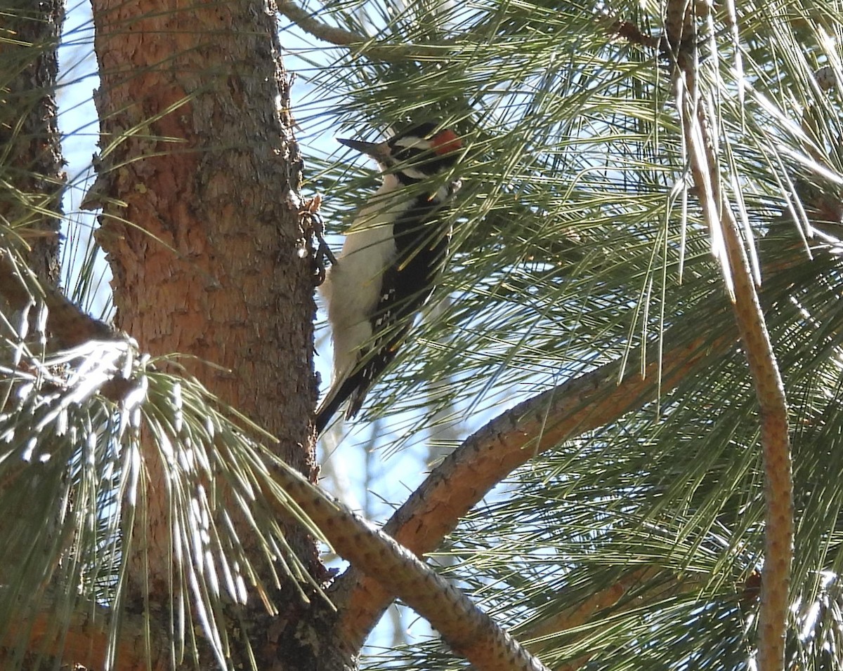 セジロアカゲラ - ML645812972