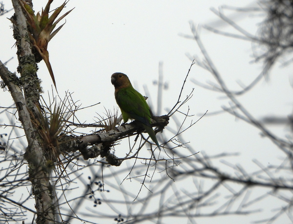 チャノドインコ - ML645812973