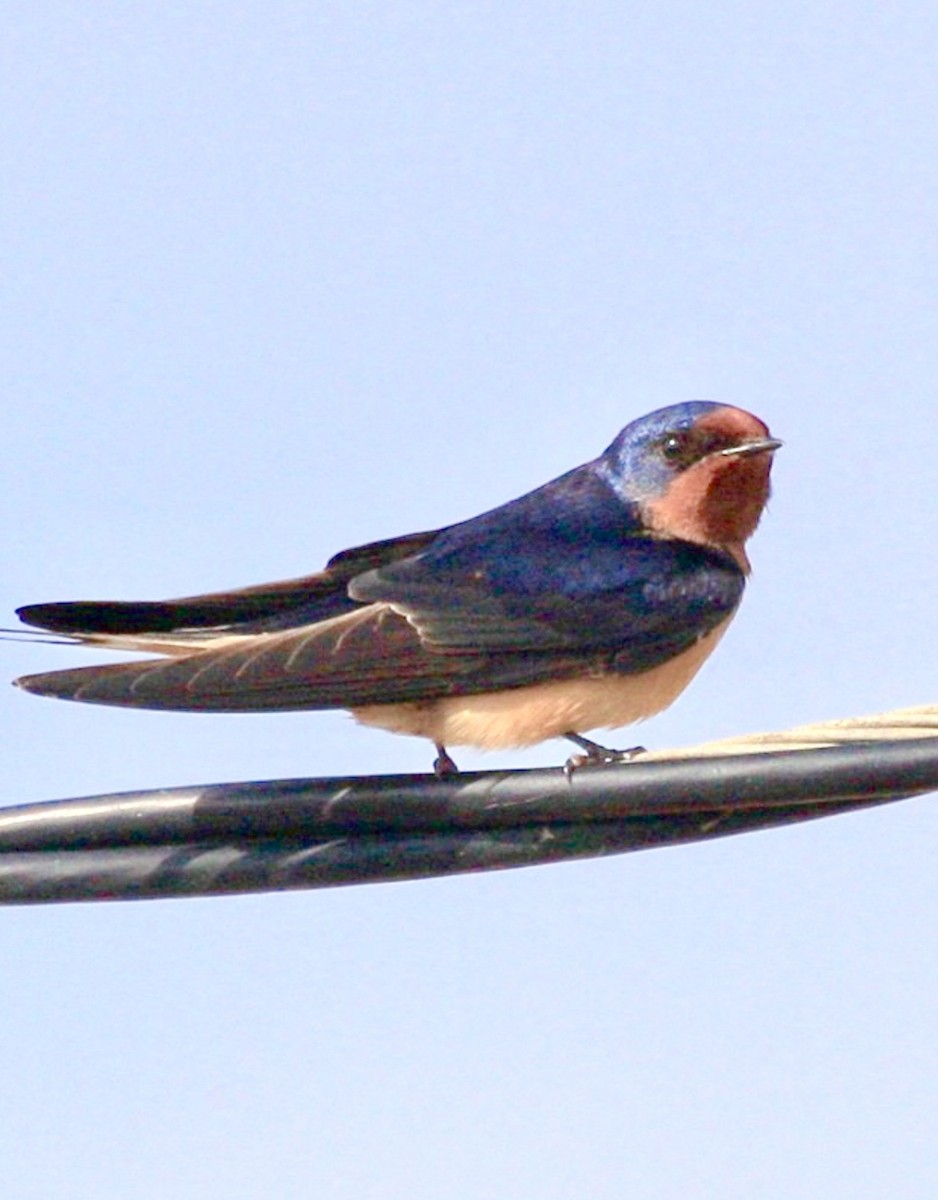 ツバメ（erythrogaster） - ML645812974