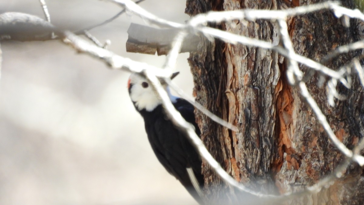 シロガシラキツツキ - ML645812975